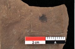 Foto (Detailansicht) von Callitris cyclosperma Ettingshausen (NHMW-GEO-2024-0188-0145)
